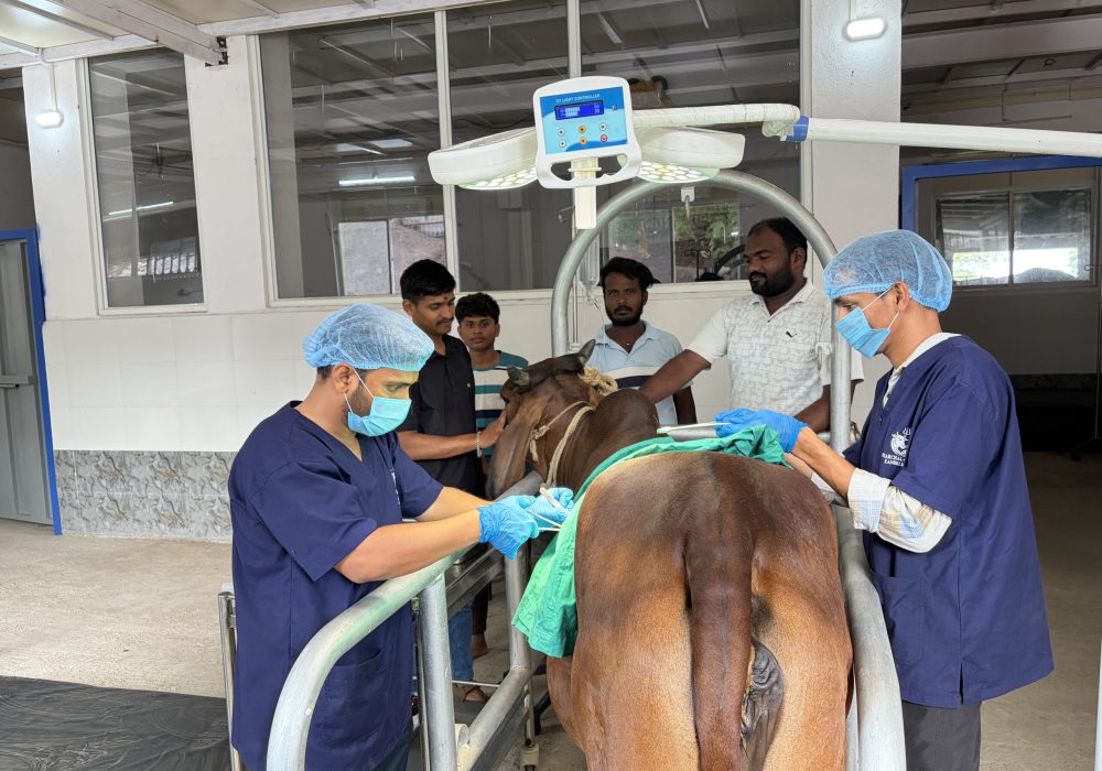 Operation Theater (Bovine)