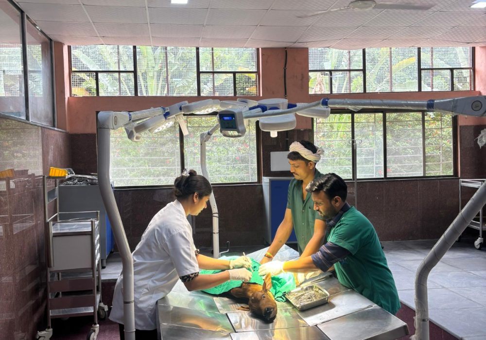 Operation Theater (Small Animal)